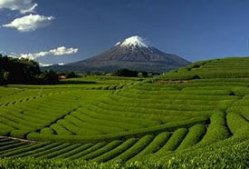 чайная плантация в японии