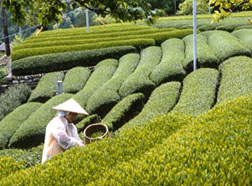 сбор зеленого чая в японии