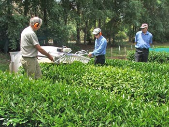 сбор зеленого чая